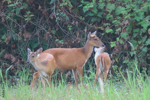Fototapeta Common barking deer, Red muntjac