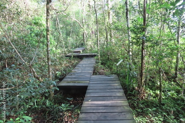 Fototapeta Broadwalk in rainforest