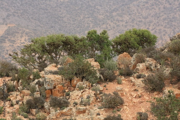 Obraz A beautiful view of mountains covered with argan trees