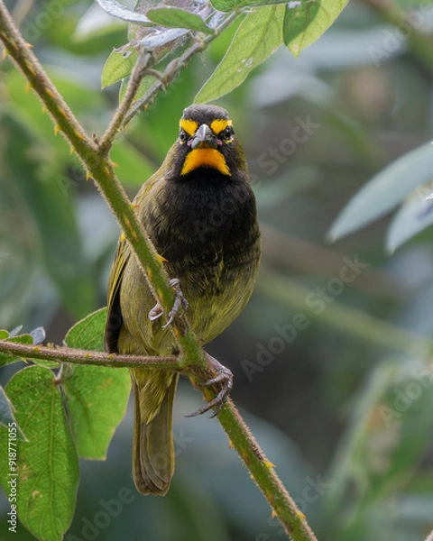 Obraz Tiaris olivaceus