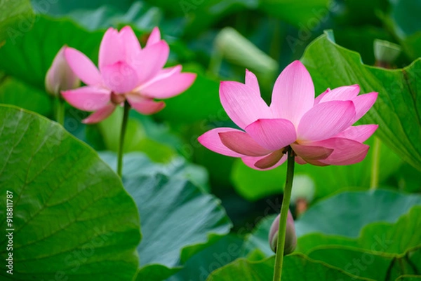 Fototapeta 古代蓮の輝き