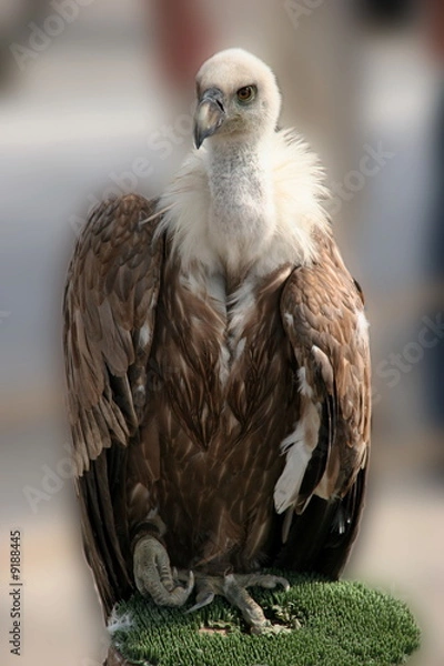 Obraz Pleitegeier II