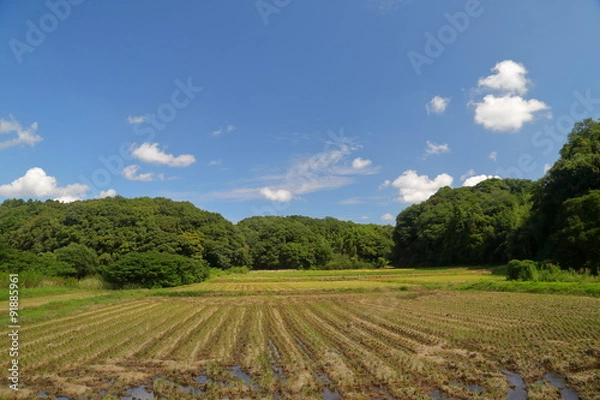 Fototapeta 稲刈りした後の田んぼ