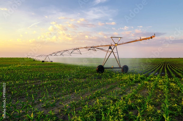 Obraz Agricultural irrigation system watering corn field on sunny summ