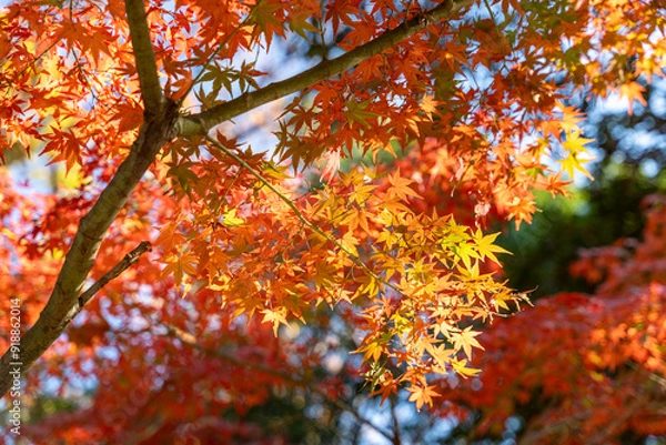 Fototapeta 日本の秋の風景　紅葉