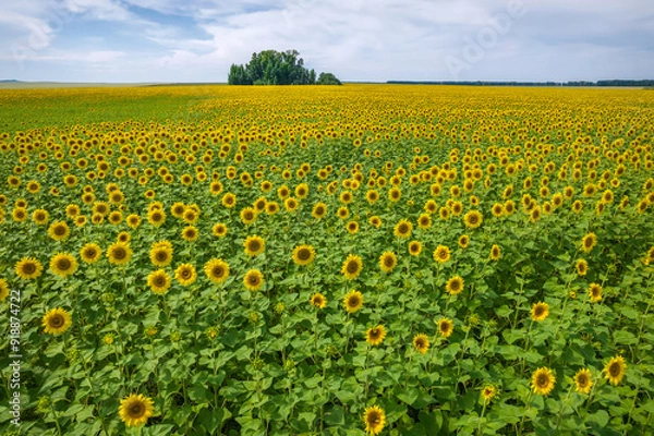 Obraz field sunflowers clouds aerial view