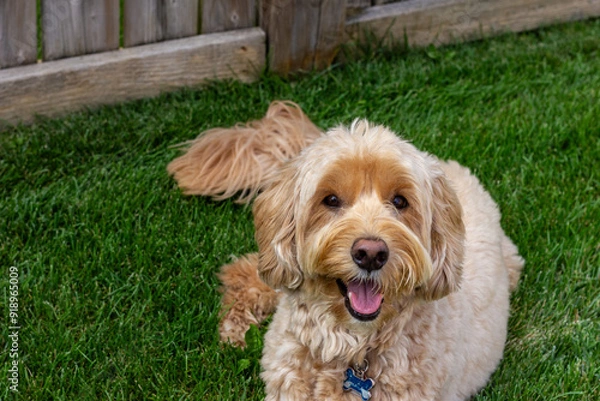 Obraz Multigen Goldendoodle