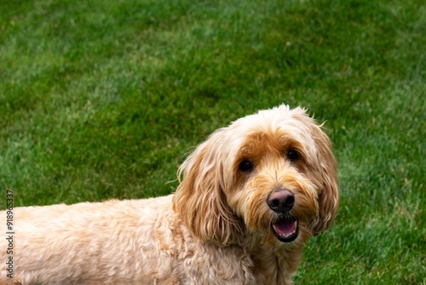 Obraz Multigen Goldendoodle