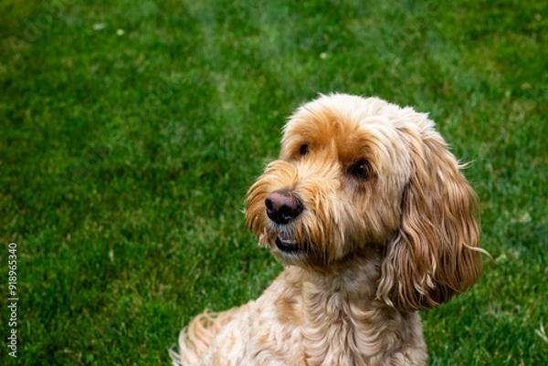 Obraz Multigen Goldendoodle