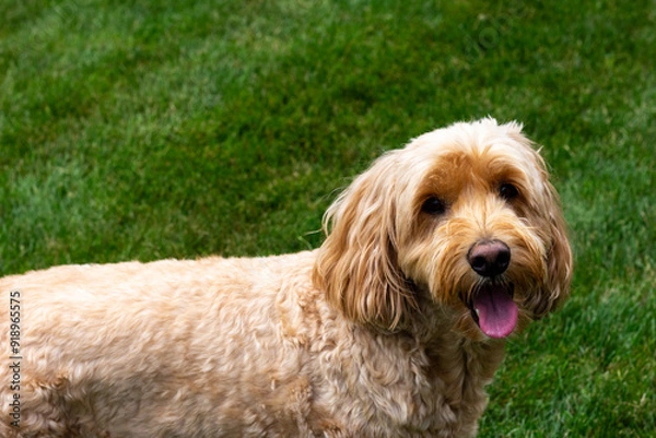 Obraz Multigen Goldendoodle