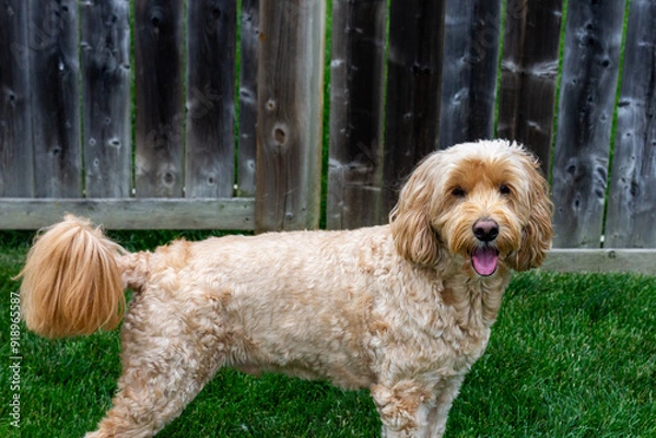 Obraz Multigen Goldendoodle