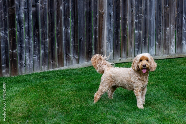 Obraz Multigen Goldendoodle