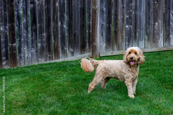Obraz Multigen Goldendoodle