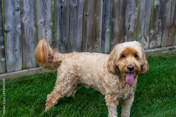 Obraz Multigen Goldendoodle