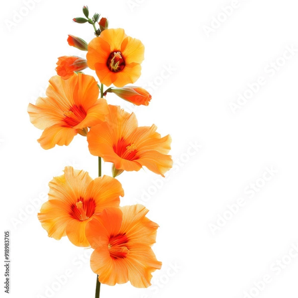 Obraz Isolated Orange Snapdragon Flower with Multiple Blooms and Buds.