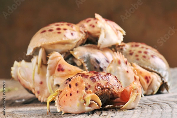 Fototapeta Splendid Red Spooner Crab