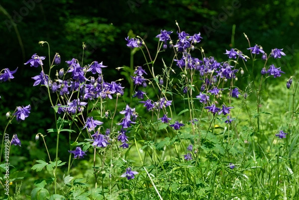 Fototapeta ancolie commune - Aquilegia vulgaris