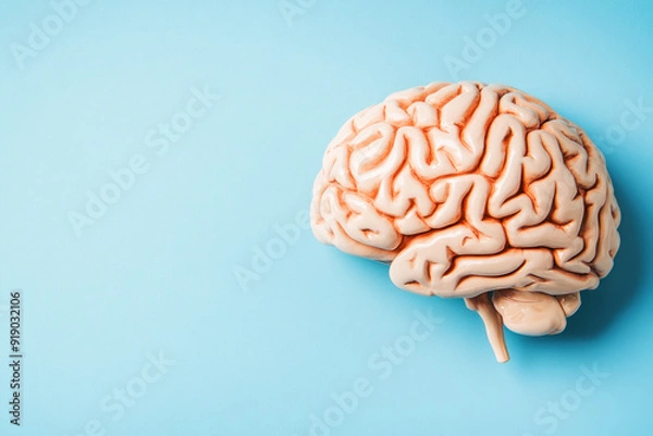 Fototapeta A realistic model of a human brain with detailed anatomical features placed on a light blue background, suitable for educational and medical purposes.