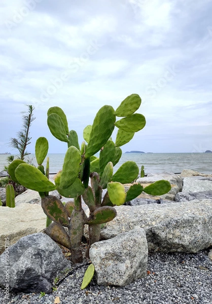 Obraz Cactus and rock garden on the beach