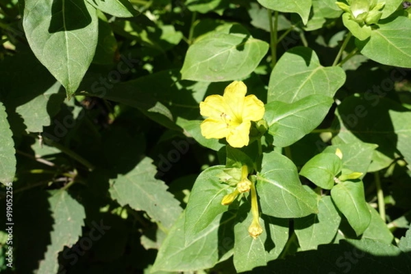 Obraz Buds and one yellow flower of Mirabilis jalapa in September