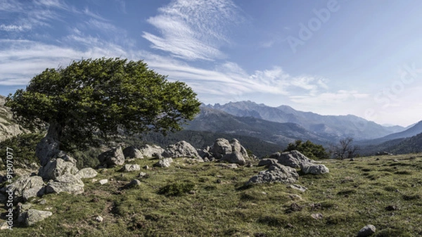 Obraz arbre penché,
