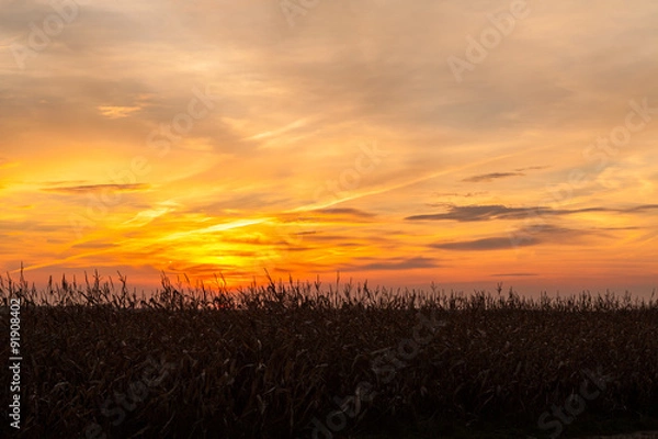 Fototapeta Corn field at sunset