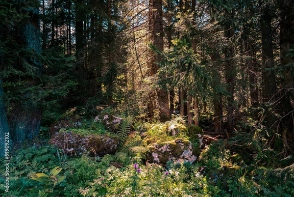 Obraz Sonnenstrahl Wald Bergwald