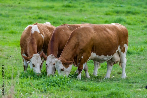 Fototapeta cows in the field
