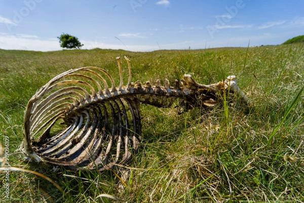 Fototapeta skeleton in the field