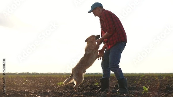 Fototapeta Farmer and his dog play together in field. farming is the concept of caring for pet. a man and his dog are in friendship lifestyle together. a man and a dog playing together in a field.
