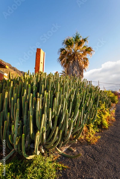 Fototapeta Cardon cactus and palm tree with buildings in the background at sunset. Tenerife, Bajamar, Canary Islands.  -2.CR2