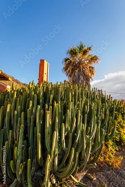 Obraz Cardon cactus and palm tree with buildings in the background at sunset. Tenerife, Bajamar, Canary Islands.  -2.CR2