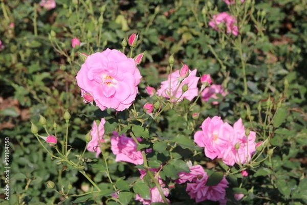 Fototapeta 秋の薔薇。フロリック。