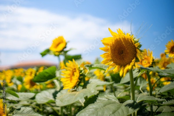 Obraz 真夏の青空に映えるひまわりがいっぱい