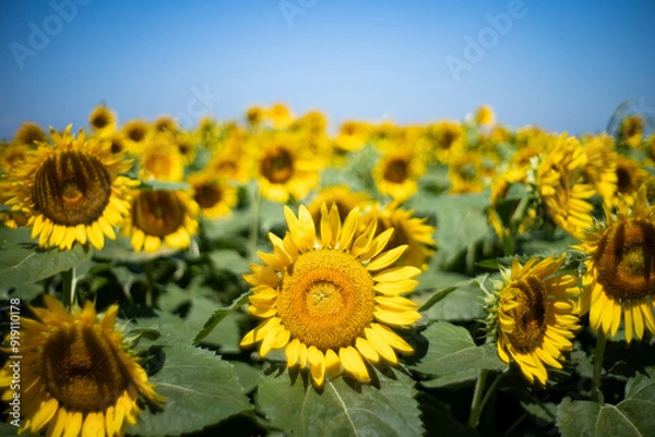 Obraz 真夏の青空に映えるひまわりがいっぱい