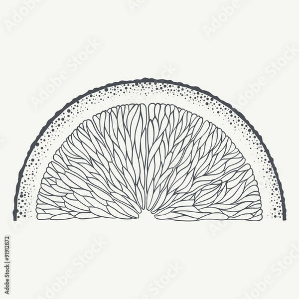 Obraz Black and white hand-drawn image of orange slice. Vector graphic.
