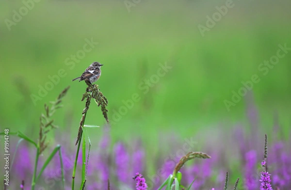 Fototapeta Common stonechat