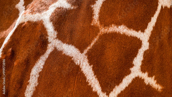 Fototapeta Giraffe skin,  natural authentic wild animal hide, safari background and fur texture in brown and white natural pattern. African influence background with copy-space, room for text and logo
