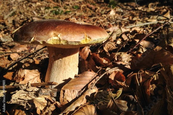 Fototapeta Beautiful mushroom in a sunny leafy forest