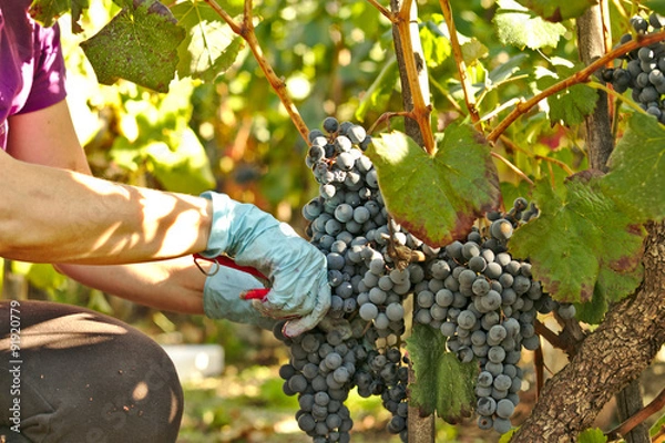 Fototapeta Cortar un racimo de uvas, vendimia