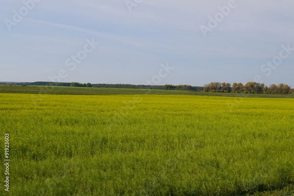 Fototapeta Поле с горчицей