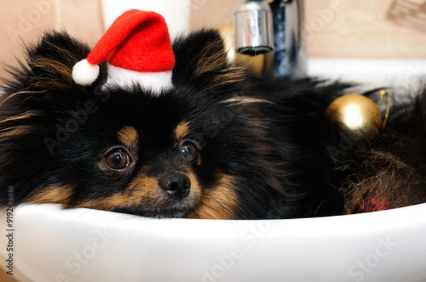 Fototapeta Funny small black spitz in a Santa hat lies in a sink with Christmas tree decorations. Selective focus with copy space at the bottom