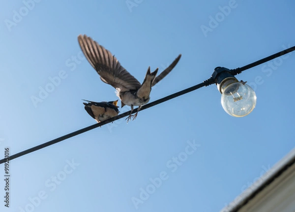 Obraz birds on a wire