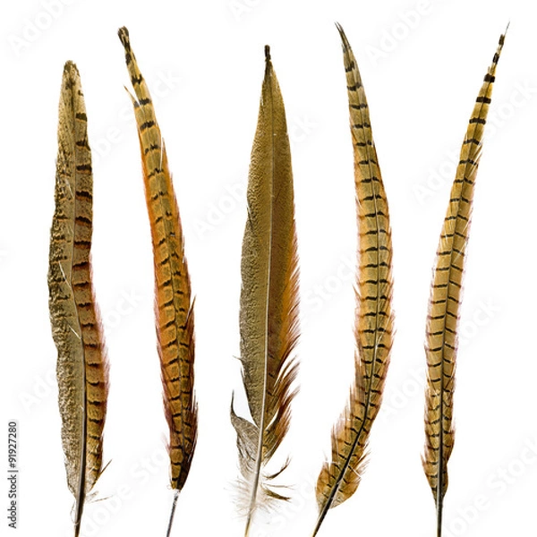 Obraz pheasant feathers set isolated