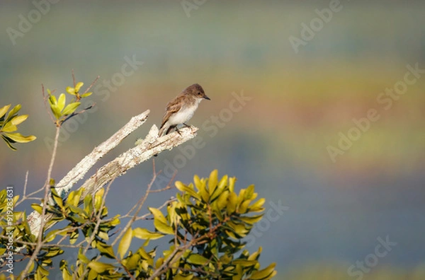 Fototapeta Easter Phoebe on a branch