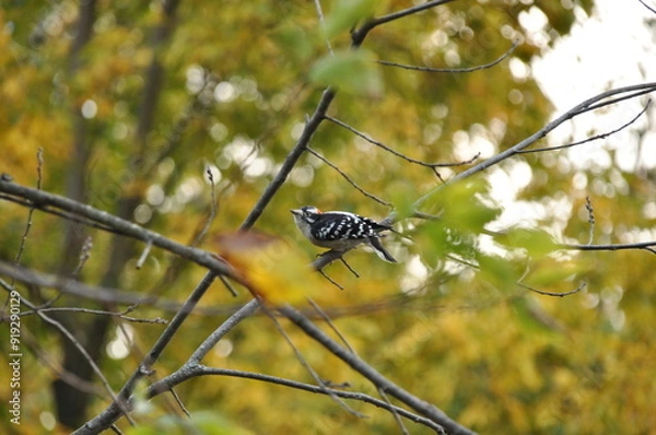 Obraz Downy Woodpecker