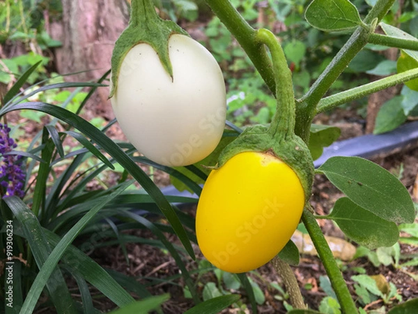 Fototapeta Korean white eggplant growing in the garden. It changes from white to yellow when ripe. It is edible when white, and is mainly grown as an ornamental plant.