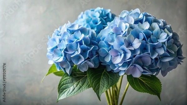 Fototapeta Delicate soft blue hydrangea flowers gathered together on a calming light gray background, evoking feelings of serenity, tranquility, and peaceful harmony in a visually stunning display.
