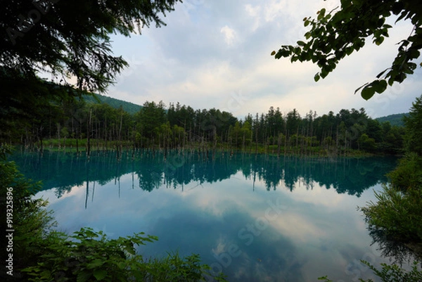 Fototapeta 青い池