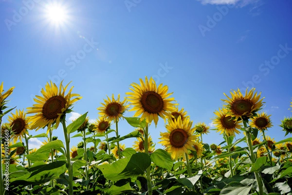 Fototapeta ひまわり祭り
